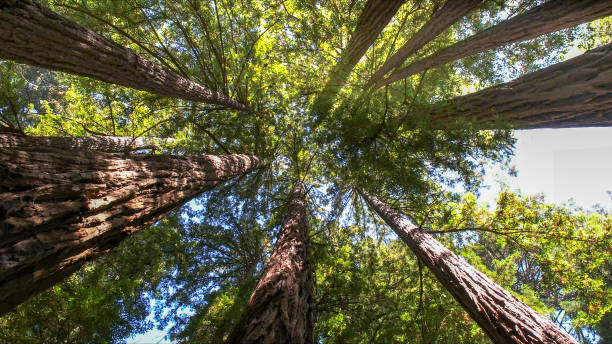 How Our Tree Care Process Works  in  Folsom, CA