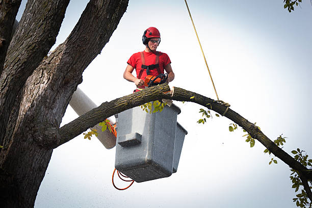 Mulching Services in Folsom, CA